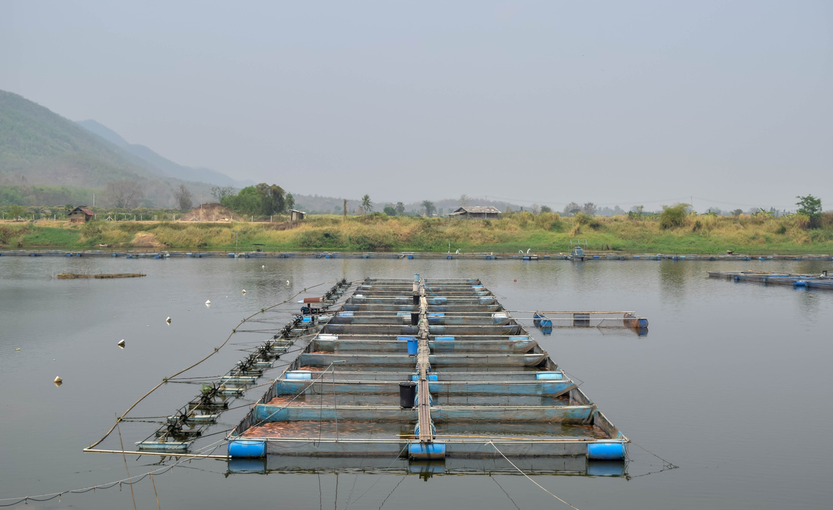 fish cages farming